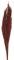 DIJK Ginstergras dunkelrot - Broom Grass - Thysanolaena - 90-105 cm -100g