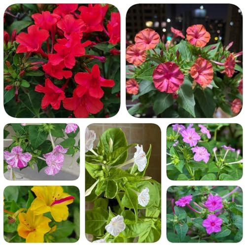 250 pcs Wunderblume Samen Mehrjährig - exotische zimmerpflanzen samen baumsamen Mirabilis jalapa Samen - blumensamen geschenk garten geschenke für frauen garten hochbeet, pflanzen