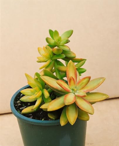 Sedum oreganum ca. 9x9 cm Topf - Oregon-Fetthenne, gelbgrüne Blüten, Blütezeit Sommer, ideal für Steingärten, trockenheitsresistent, pflegeleicht