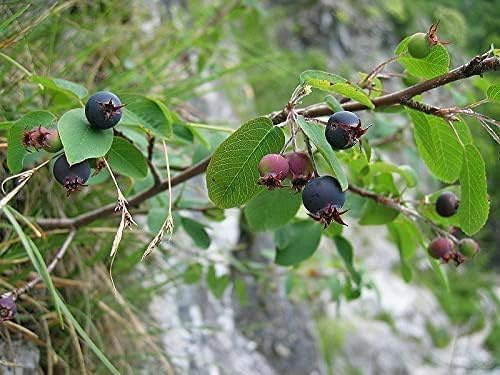 Zwerg-Felsenbirne Amelanchier ovalis 'Helvetica' Pflanze 25-30cm veredelt