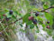 Zwerg-Felsenbirne Amelanchier ovalis 'Helvetica' Pflanze 25-30cm veredelt