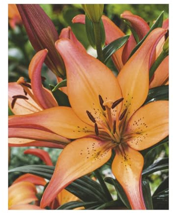 AGRONOM | LILIEN - SUNSET | Mehrjährige Blumenzwiebeln | Orange Blumen | Werden in Blumengärten, Töpfen angebaut, in blühenden Rasenflächen | 2 Blumenzwiebeln