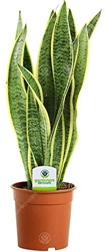GardenersDream Sansevieria Laurentii Snake Plant - Live Evergreen Indoor Houseplant - Air Purifying Indoor Plant for Home and Office (30-40cm incl. 13cm Pot)