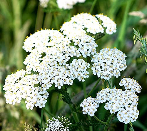 Gewöhnliche Schafgarbe - Achillea millefolium - 6000 Samen