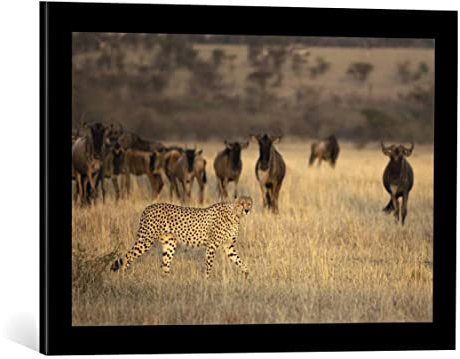 kunst für alle Bild mit Bilder-Rahmen: Renee Doyle Auf der Jagd - dekorativer Kunstdruck, hochwertig gerahmt, 60x40 cm, Schwarz matt
