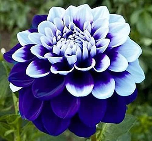 Mix Dahlia Zwiebeln-dahlien Knollen Kaufen-Dahlia Winterhart Staude Pflanzen,Dahlia Pflanze Anbau Einfach,Garten Topfpflanzen Können Gepflanzt Werden (8 Zwiebeln,C)