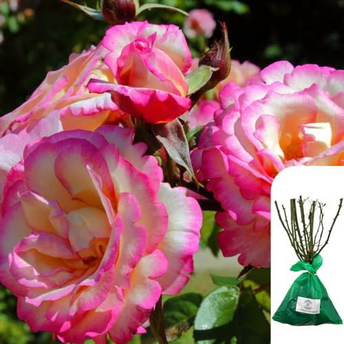1 x Rosa 'Handel', Bare Root English Rose, Fragrant Climbing Rose Ideal for Trellises & Garden Borders, Timeless Classic for British Gardens -When Only The Best Will Do - Top Grade “A” Roses