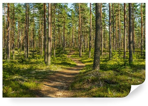 Fototapete Wald Vlies - Vliestapete Tapete Wandtapete Motivtapeten Vliestapeten Wohnzimmer Schlafzimmer Bildtapete Natur Landschaft Baum Kiefernwald Waldweg Baumstamm 368x254cm