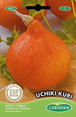 Germisem Kürbis UCHIKI KURI, mehrfarbig, EC4007