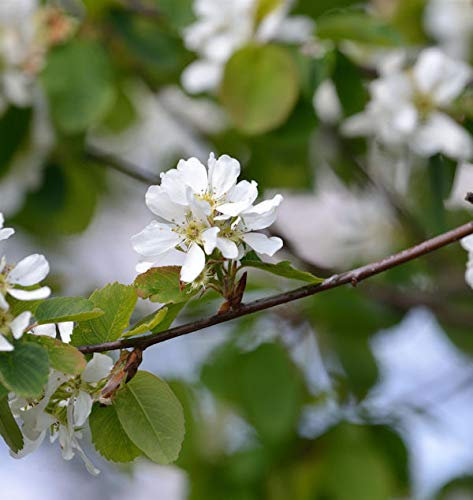 Hochstamm Erlenblättrige Felsenbirne Greatberry Garden 100-125cm - Amelanchier alnifolia - Gartenpflanze