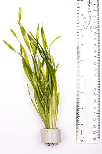 PondPlantsUK Mixed Tropical Live Aquarium Plants (10 Strand Ringed Corkscrew Spirals)