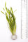 PondPlantsUK Mixed Tropical Live Aquarium Plants (10 Strand Ringed Corkscrew Spirals)