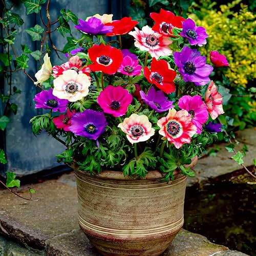 Mélange de bulbes d'anémones de Caen (50 pièces) Bulbes vivaces et rustiques pour pots, balcons et jardins (plante forte, pas de graines et non artificielle)