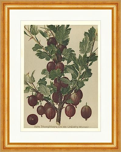 Biller Antik Arándano triunfo Rojo Grosella espinosa Frutas Frutas 20 Enmarcado