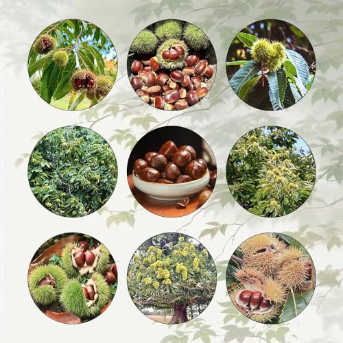 20 Pcs Esskastanien Kaufen Samen - Castanea Mollissima - Maronenbaum, Zimmerpflanzen Echt Samen Kastanien Samen, Esskastanienbaum, Chestnut Saatgut, Immergrüne Pflanzen Winterhart