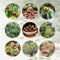 20 Pcs Esskastanien Kaufen Samen - Castanea Mollissima - Maronenbaum, Zimmerpflanzen Echt Samen Kastanien Samen, Esskastanienbaum, Chestnut Saatgut, Immergrüne Pflanzen Winterhart