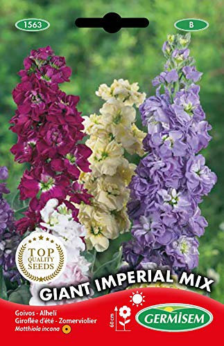 Germisem Levkoje, mehrfarbig, EC1563