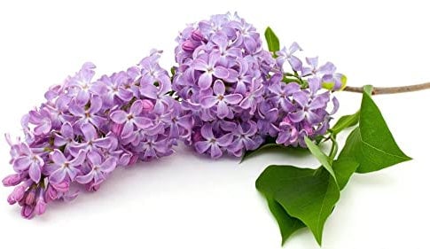 Lilac Fragrance Oil - 10ml Bottle - Concentrated for Candles, Soaps, Oil Burners, Wax Melts and Fragrance Sprays