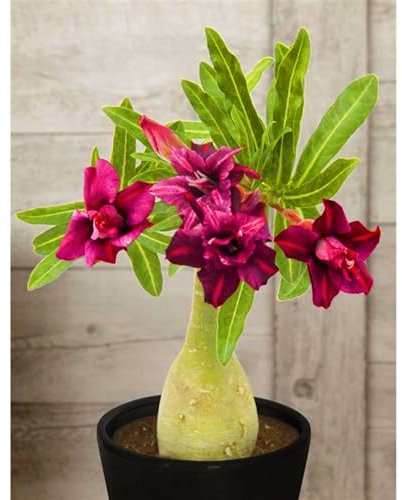 WüStenrosenknolle-Winterhart MehrjäHrig,Wüstenrose Rhizome,WüStenrose Kaufen,Adenium Obesum Pflanze,WüStenrose Pflanze,Wüstenrose Pflanze Im Topf,Bonsai-Pflanzen-1knolle-d