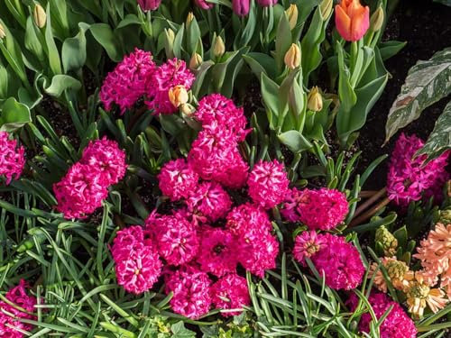 Bulbos De Jacinto, Flores Fragantes, Jacinto,Fragante, Planta Bulbosa, Perenne Resistente,JardíN, DecoracióN De Habitaciones-5bulbos-C