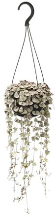 Ceropegia Linearis Subsp. Woodii Variegata - Leuchterblume - Zimmerpflanze - Ø14cm - ↑38cm