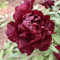 Bulbi Di Peonia Arbustiva, Peonie, Paeonia Suffruticosa, Crescere In Balcone Le Migliori Piante Da Interno Giardinaggio Balcone Fiori Da Giardino Perenni Bulbi 2 Pezzi