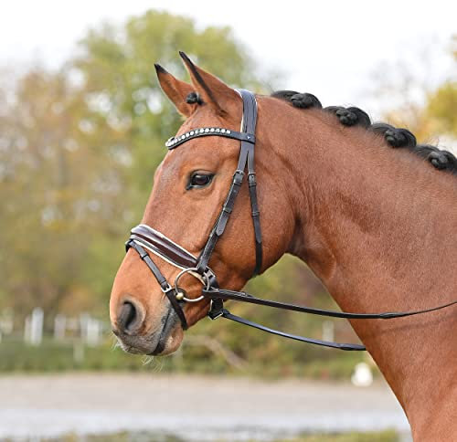Busse