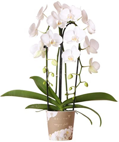 Kolibri Orchids | weiße Phalaenopsis-Orchidee - Niagara Fall - Topfgröße Ø12cm | blühende Zimmerpflanze - frisch vom Züchter