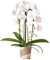 Kolibri Orchids | weiße Phalaenopsis-Orchidee - Niagara Fall - Topfgröße Ø12cm | blühende Zimmerpflanze - frisch vom Züchter