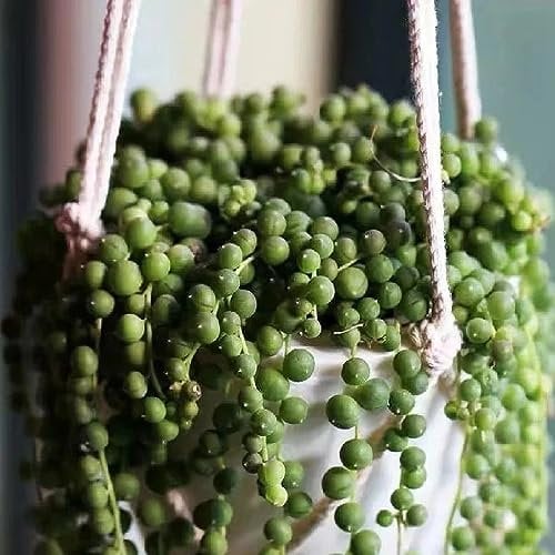 100 Pcs Erbsenpflanzen Kaufen Samen - Sukkulenten Samen - Pflanzen Deko, Extrem Winterharte Kübelpflanzen (Senecio Rowleyanus) Hängepflanzen, Winterfeste Pflanzen Für Garten Mini Sukkulenten