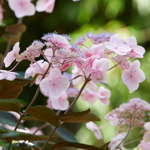 YouGarden - Hydrangea Hot Chocolate, Established Plant in 19cm Pot