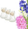 Bunte Hyazinthen Blumenzwiebeln im Glas - mehrjährig winterhart - echte Pflanzen in Glasvasen für Tischdeko - Frühblüher Steckzwiebeln in verschiedenen Farben erhältlich (3er Mix Rosa,Blau u.Weiß)