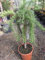 Rosmarinus officinalis Prostatus Hochstamm - Mattenförmiger Garten Rosmarin - 60 cm