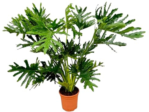 Exotenherz Philodendron Selloum Pot de 24 cm de haut Purificateur d'air & facile d'entretien Pot de 24 cm