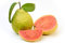 30 Graines de Goyavier- fruits plantes jardins- semences paysannes reproductibles - SemiSauvage