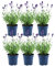 Plants by Frank - Blühende Blauer-Duft Lavendel Pflanze Winterhart im Set von 6 x 25 cm ↨ | Echter Lavendel | Gartenpflanzen | Pflanzen | Lavendel angustifolia Felice