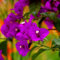 800 Pcs Bougainvillea Pflanzen Kaufen Samen - Topfpflanzen Draußen Winterhart, Frühlingsblumen Drillingsblume Bougainvillea Pflanze Winterhart Samen, Wiesensaatgut, Garten Geschenk