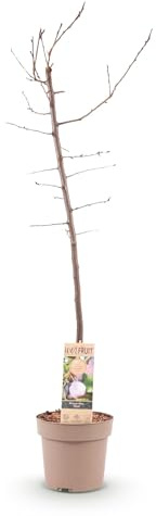 Obstpflanze - Pflaumenbaum - Prunus domestica Opal - Gelb Rote Frucht - Topf 21cm Höhe 90cm - 80-90cm - Ø21cm - Gartenpflanze