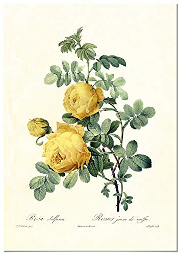 Panorama Dibond Aluminium Vintage Rose Jaune 35x50 cm - Tableau Décoratif Mural - Tableau Plantes Vertes