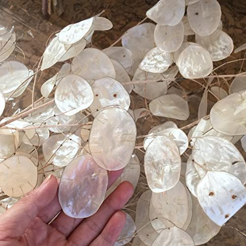 Saterkali Semillas de Lunaria Annua, 20 piezas Semillas de Lunaria Annua Viables Plantas de jardín de flores ornamentales de alta germinación para patio trasero Semilla