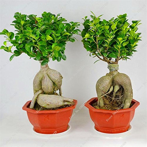 Exotic Bonsai Banyan Tree Seed Office Desk Ficus Ginseng Seed, Ficus Perenne Ficus Microcarpa el germinación Tasa 95% 10 unidades