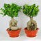 Exotic Bonsai Banyan Tree Seed Office Desk Ficus Ginseng Seed, Ficus Perenne Ficus Microcarpa el germinación Tasa 95% 10 unidades