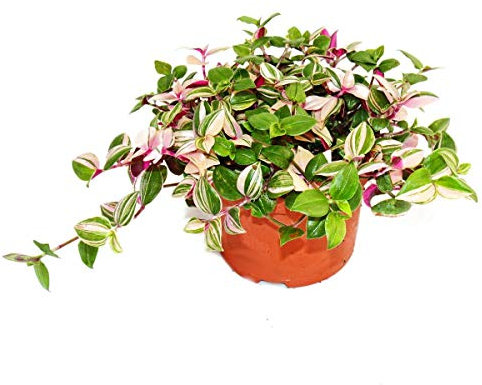 Exotenherz - Flor de tres maestros - Tradescantia quadricolor - Planta de interior colgante de fácil cuidado - Maceta de 12 cm