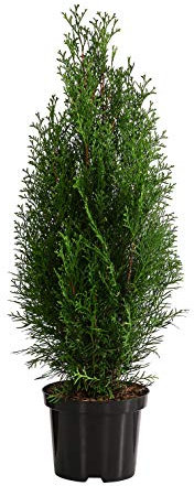 Dehner Thuja Smaragd, für 13 Meter Hecke, ca. 80-100 cm, 40 x 7.5 l Topf, Heckenpflanze