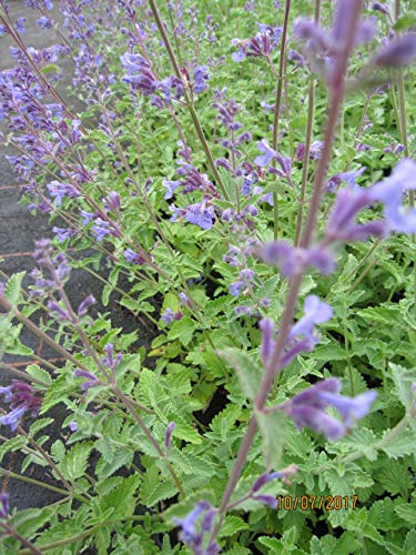 Nepeta x faassenii Walkers Low - Katzenminze Walkers Low Verpackungseinheit 5
