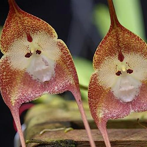 Luojuny Semi di orchidea, 50 pezzi/borsa Semi di orchidea Scimmia Faccia Petalo Abbellire piante Rare semi di fiori in vaso da tavolo per giardino Semi di orchidea faccia di scimmia