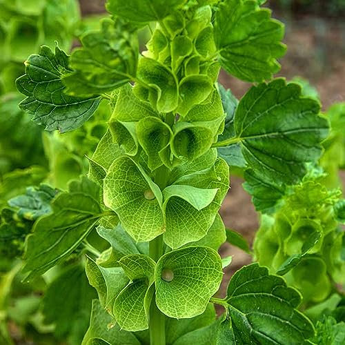 Welldales 30 Giant Bells of Ireland Seeds UK Annual White Moluccella Plants Green Bell Mix