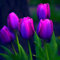 Seltene und schöne Tulpen, mehrjährige, winterharte Blumenzwiebeln, dekorative Blumen für den Garten, leuchtend gefärbt und einfach zu züchten-5 zwiebeln-D