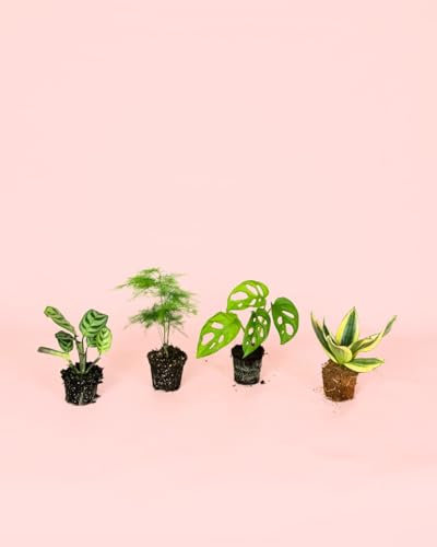 Pack 4x Mini Plantas Poca Luz | Plantas Interior | Pur Plant