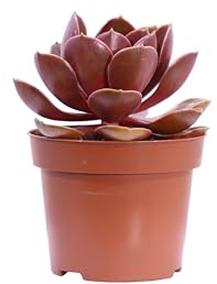 Pianta di Echeveria Magic Red pianta grassa pianta da interno pianta da esterno pianta ornamentale foglie rosse pianta succulenta pinta vera venduta da eGarden.store (Vaso 12 cm)